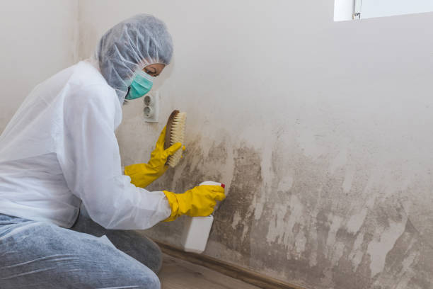 Best Commercial Mold Removal  in Vilge St George, LA