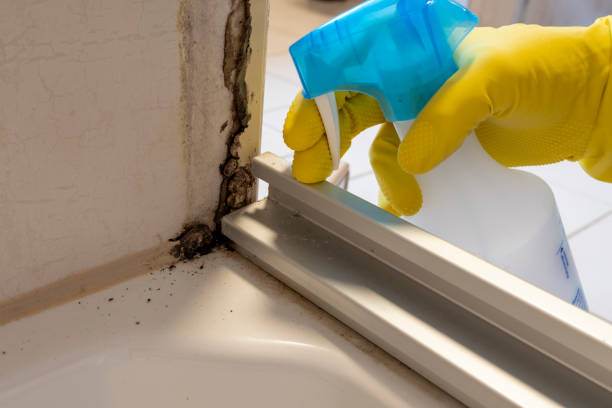 Best Office Mold Removal Services  in Vilge St George, LA