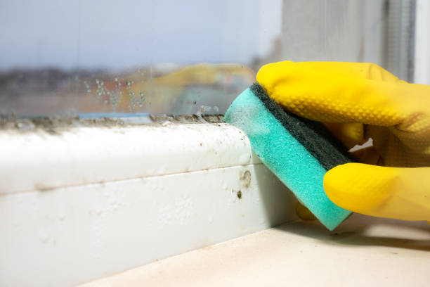 Best Home Mold Removal  in Vilge St George, LA