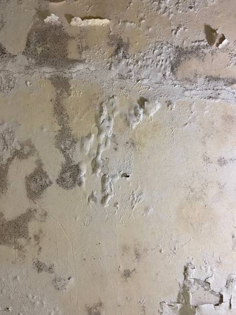 Best Attic Mold Removal  in Vilge St George, LA