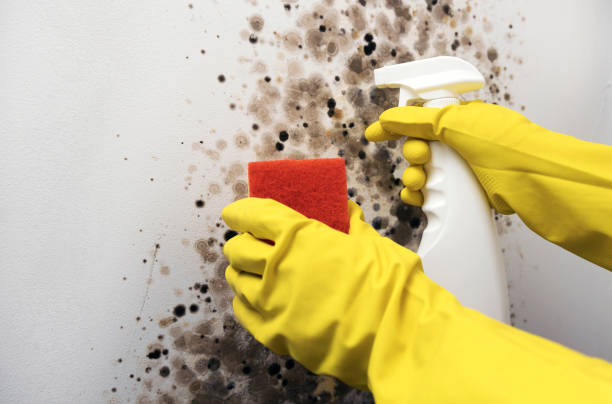 Best Same-Day Mold Removal  in Vilge St George, LA