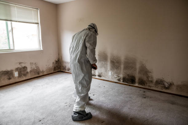 Certified Mold Removal in Village St George, LA