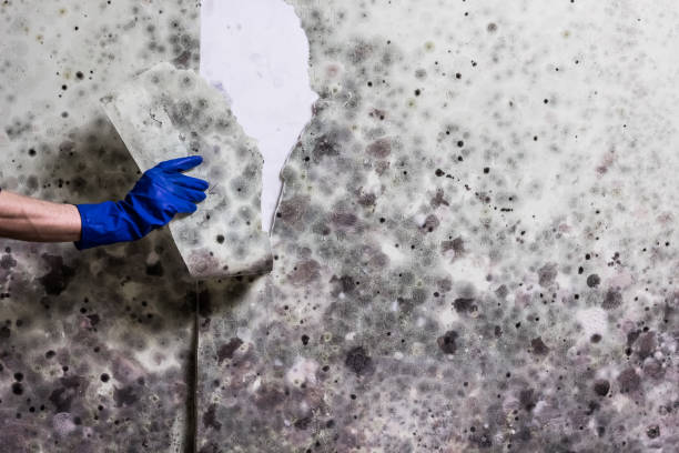 Best Mold Testing  in Vilge St George, LA