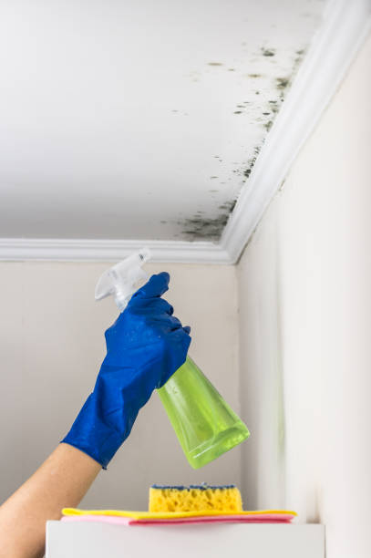 Best Professional Mold Removal  in Vilge St George, LA
